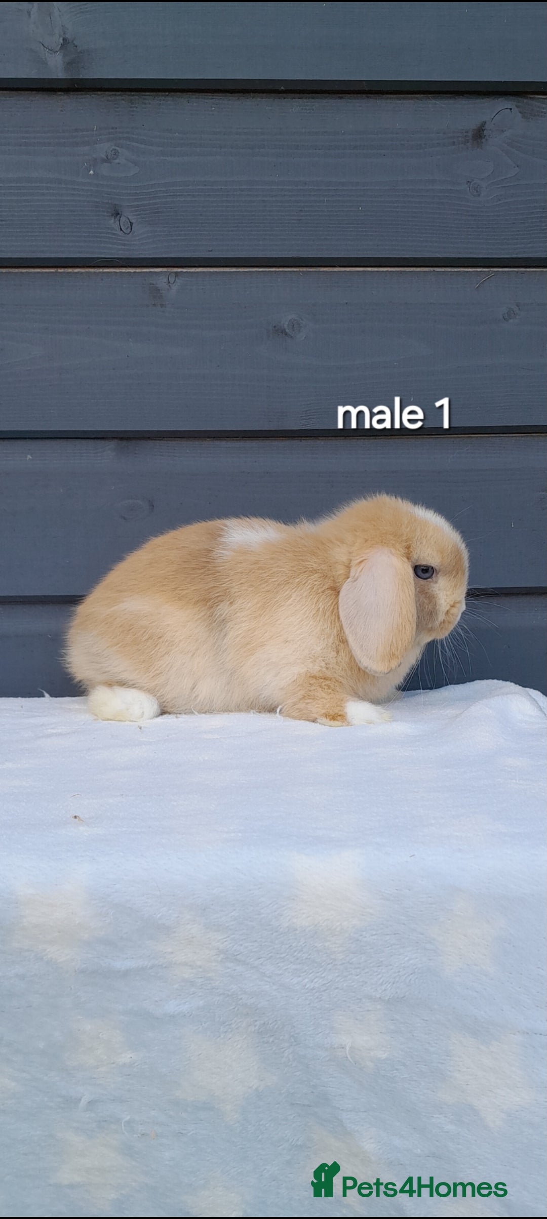 Mini Lop rabbits for sale: Purebred minilops - Image 1