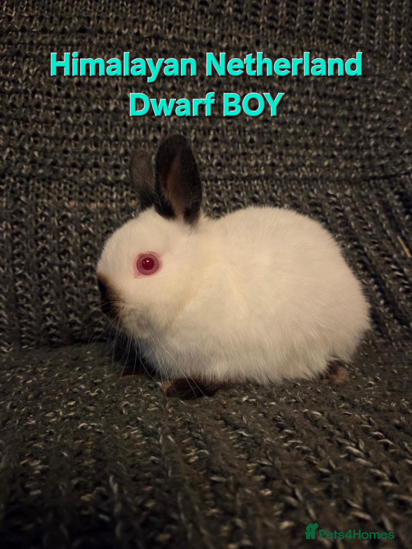 Netherland Dwarf rabbits Himalayan Netherland Dwarf BOY - Advert 2