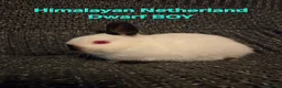 Netherland Dwarf rabbits for sale: Himalayan Netherland Dwarf BOY & Blue GIRL - Advert 4