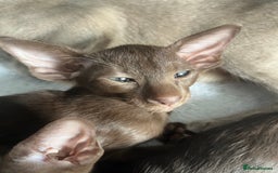 Oriental cats for sale: Oriental and Siamese kittens GCCF reg - Image 30
