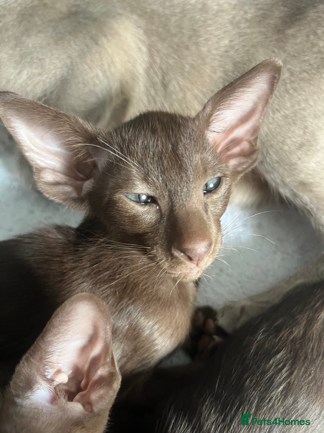 Oriental cats for sale: Oriental and Siamese kittens GCCF reg - Image 30