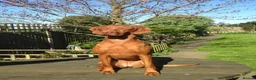 Hungarian Vizsla dogs for sale: KC REG & HEALTH CHECKED PARENTS & PUPS - Advert 4