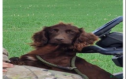 Cocker Spaniel dogs for sale: 5* KC Health tested Cocker spaniel puppies - Image 8