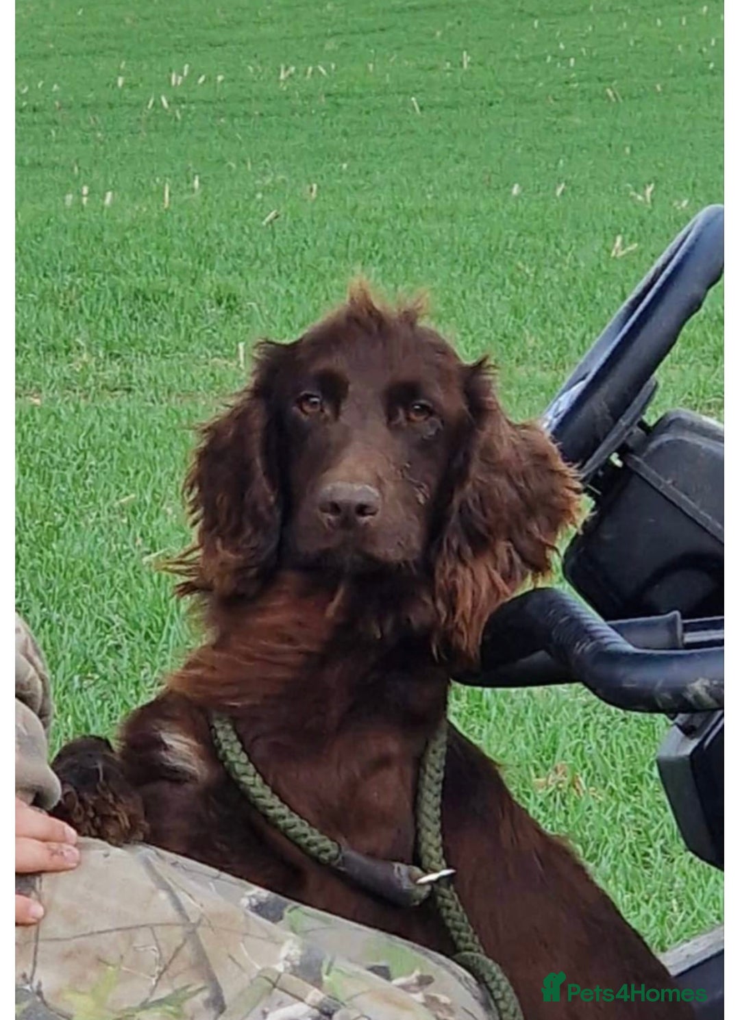 Cocker Spaniel dogs for sale: 5* KC Health tested Cocker spaniel puppies - Image 8