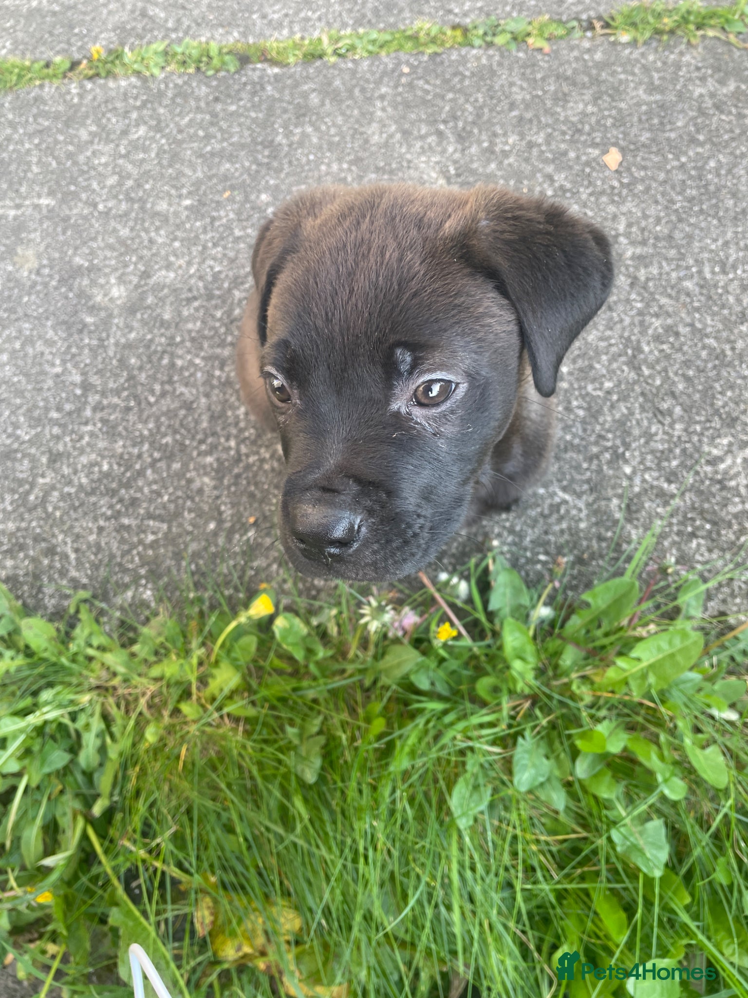 Mixed Breed dogs Cane corso x English mastiff - Advert 2