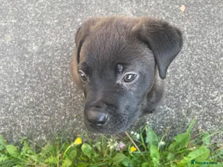Mixed Breed dogs Cane corso x English mastiff - Advert 3