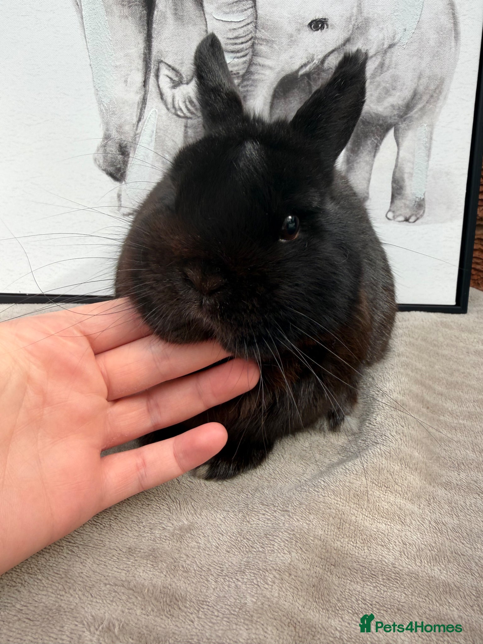 Netherland Dwarf rabbits Netherland dwarf male  - Advert 2