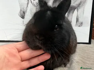 Netherland Dwarf rabbits Netherland dwarf male - Advert 2