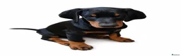 Dobermann dogs for sale: DOBERMAN PUPS CHAMPION BLOODLINES FULLY HEALTH   - Advert 4