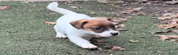 Jack Russell dogs for sale: Bred From Health Tested Parents - Advert 8
