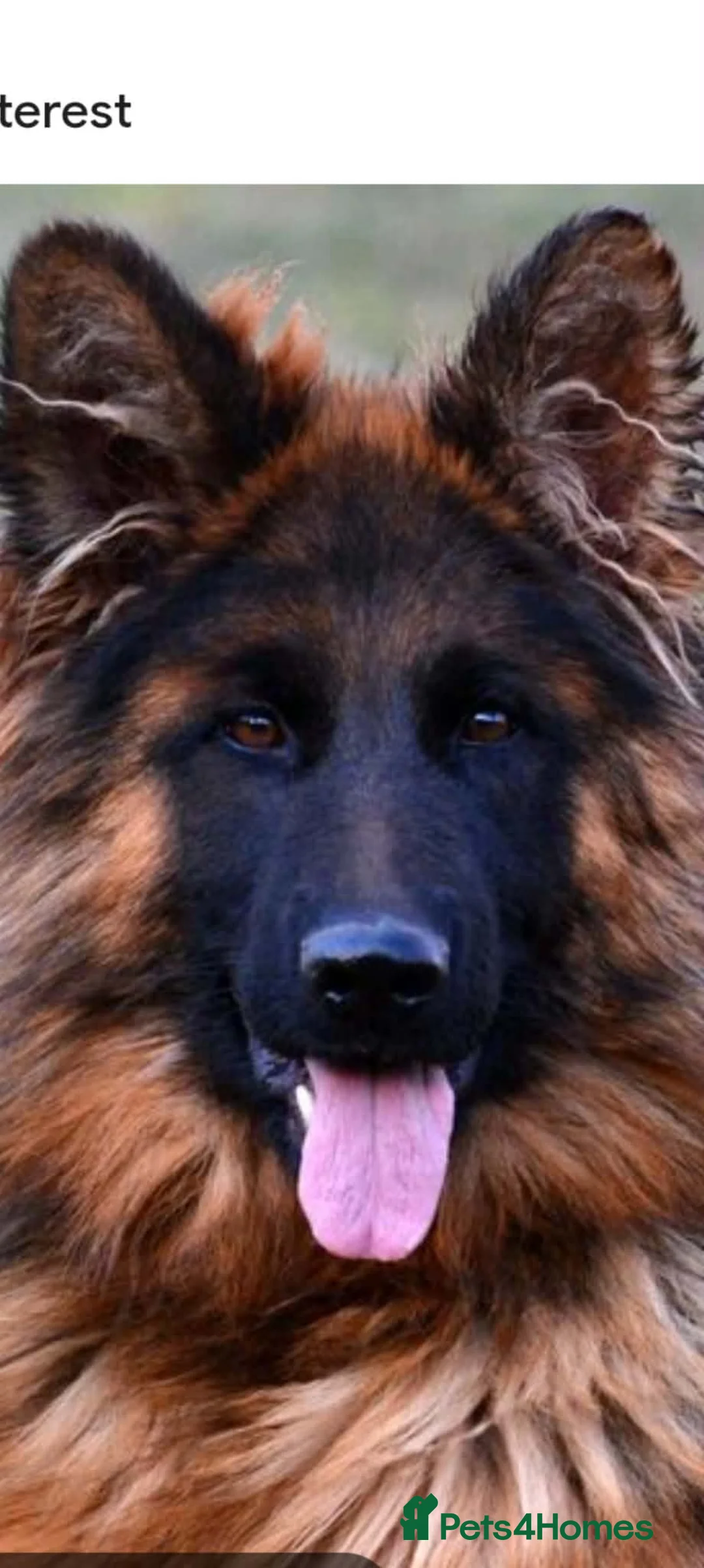 German Shepherd dogs for sale: 10 week old female German shepard puppy in Chester-le-Street - Advert 1