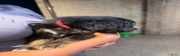 Golden Mountain Dog dogs for sale: Golden retriever x Bernese mountain dogd - Advert 10