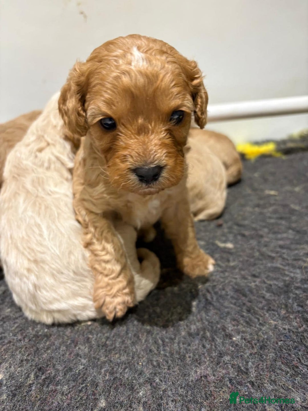 Cavapoo dogs for sale: Beautiful Cavapoo F1BB - Advert 5