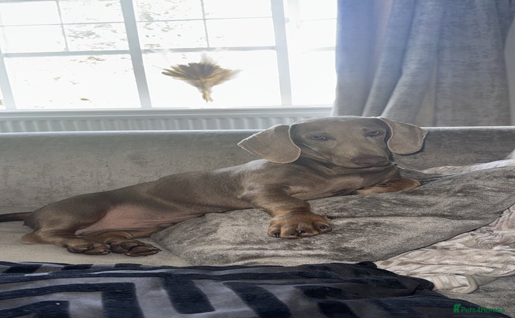 Dachshund dogs - Advert 3