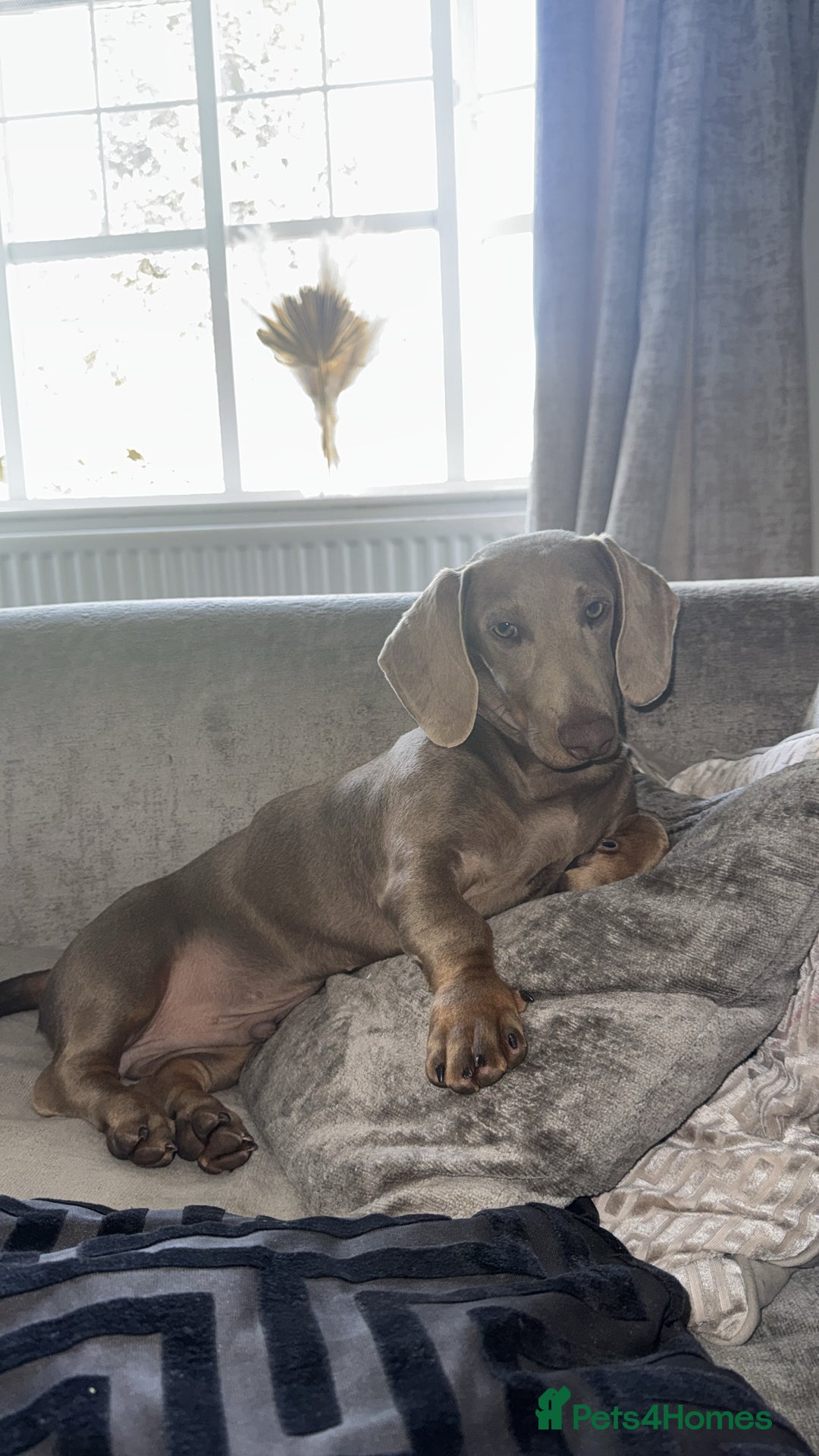 Dachshund dogs for sale: Lilac & Tan dachshund  - Image 1