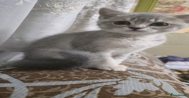 Scottish Fold cats - Advert 7