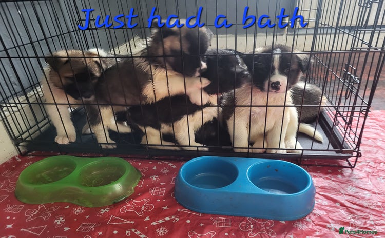 Akita dogs - Advert 9