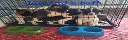 Akita dogs for sale: Ready to leave now. American Akita Puppies 🐾 - Advert 5
