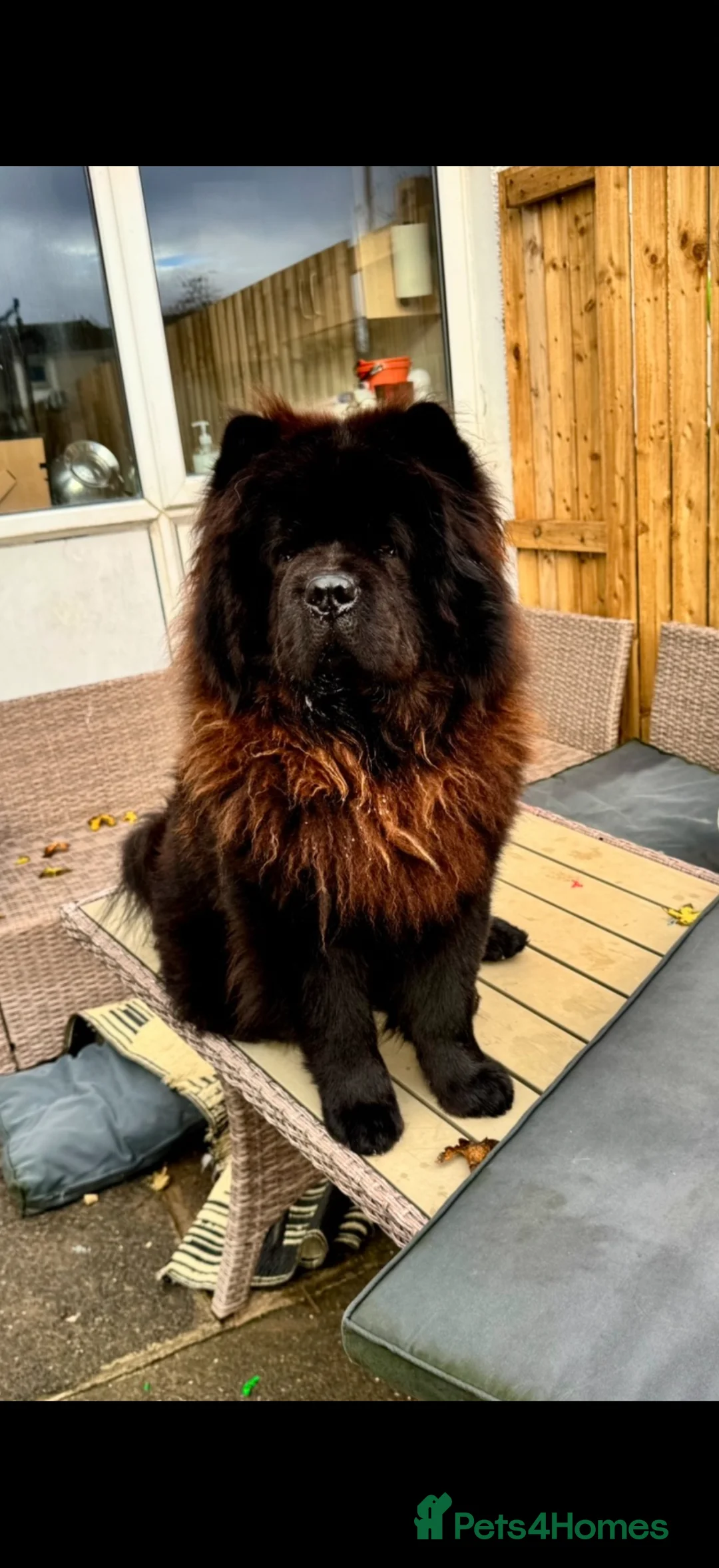 Chow Chow dogs for sale: 2 year old male chow chow  - Advert 2