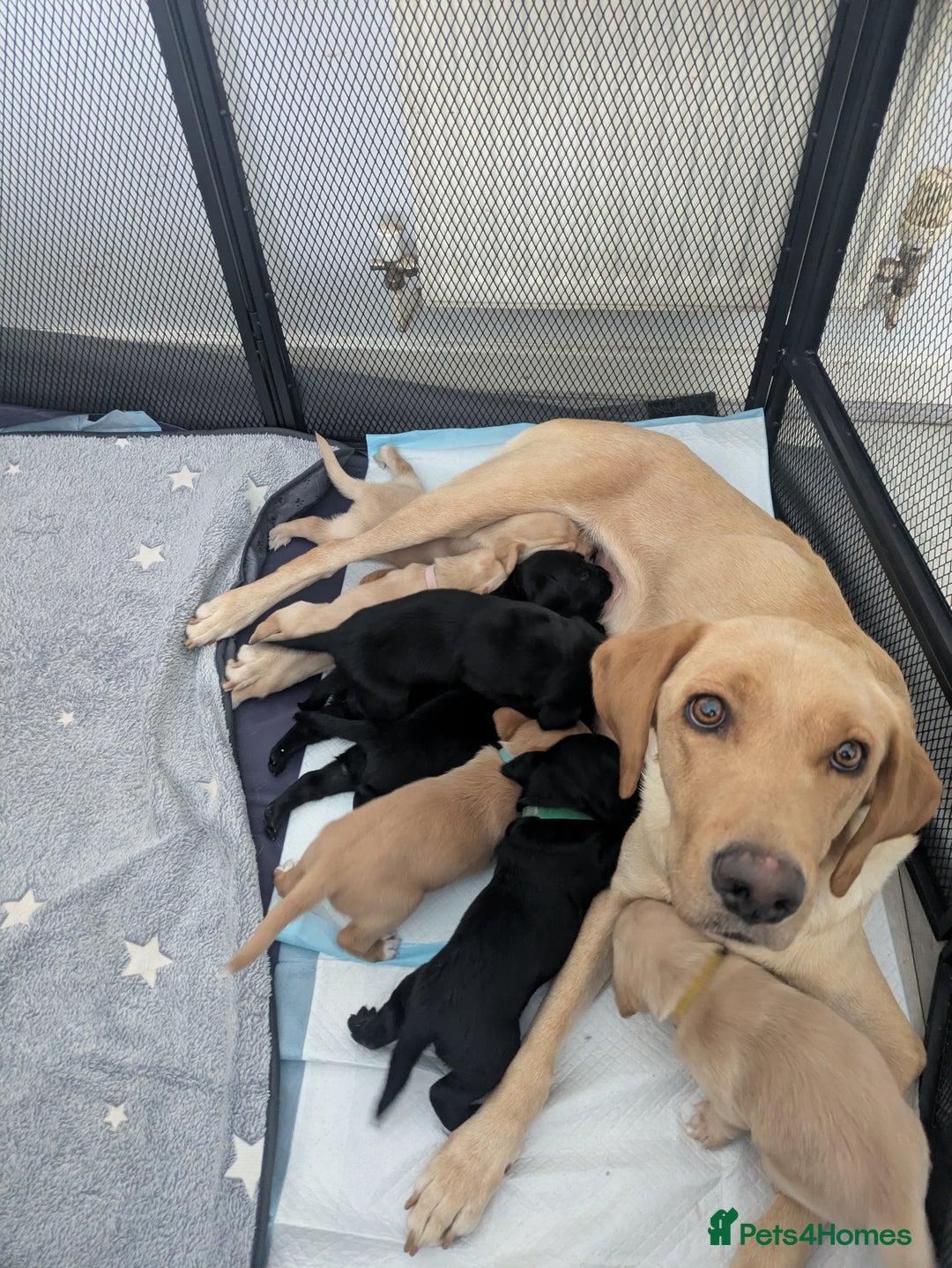 Labrador Retriever dogs for sale: Retriever Labrador puppys for sale - Image 1