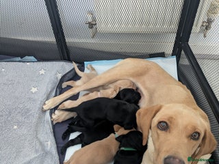 Labrador Retriever dogs - Advert 14