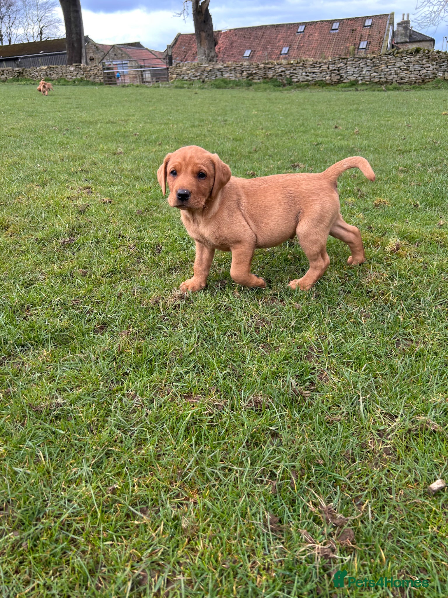 Labrador Retriever dogs Labrador puppies.  - Advert 2