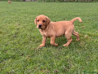Labrador Retriever dogs Labrador puppies. - Advert 6