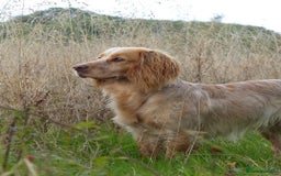 Cocker Spaniel dogs for sale: READY NOW working cocker spaniel pups - Image 11