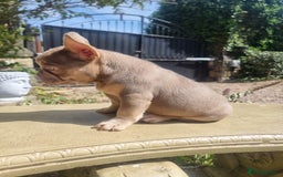 French Bulldog dogs for sale: Beautiful French bulldogs - Image 38