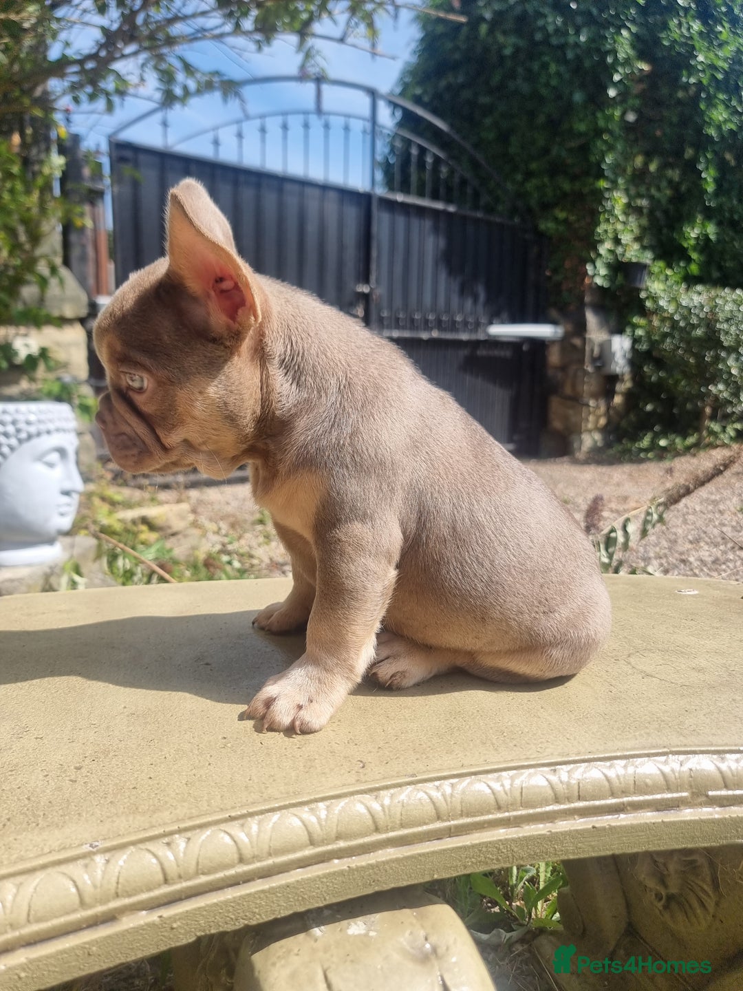 French Bulldog dogs for sale: Beautiful French bulldogs - Image 38