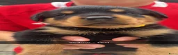 Rottweiler dogs for sale: BEAUTIFUL ROTTWEILER PUPPIES - Advert 14