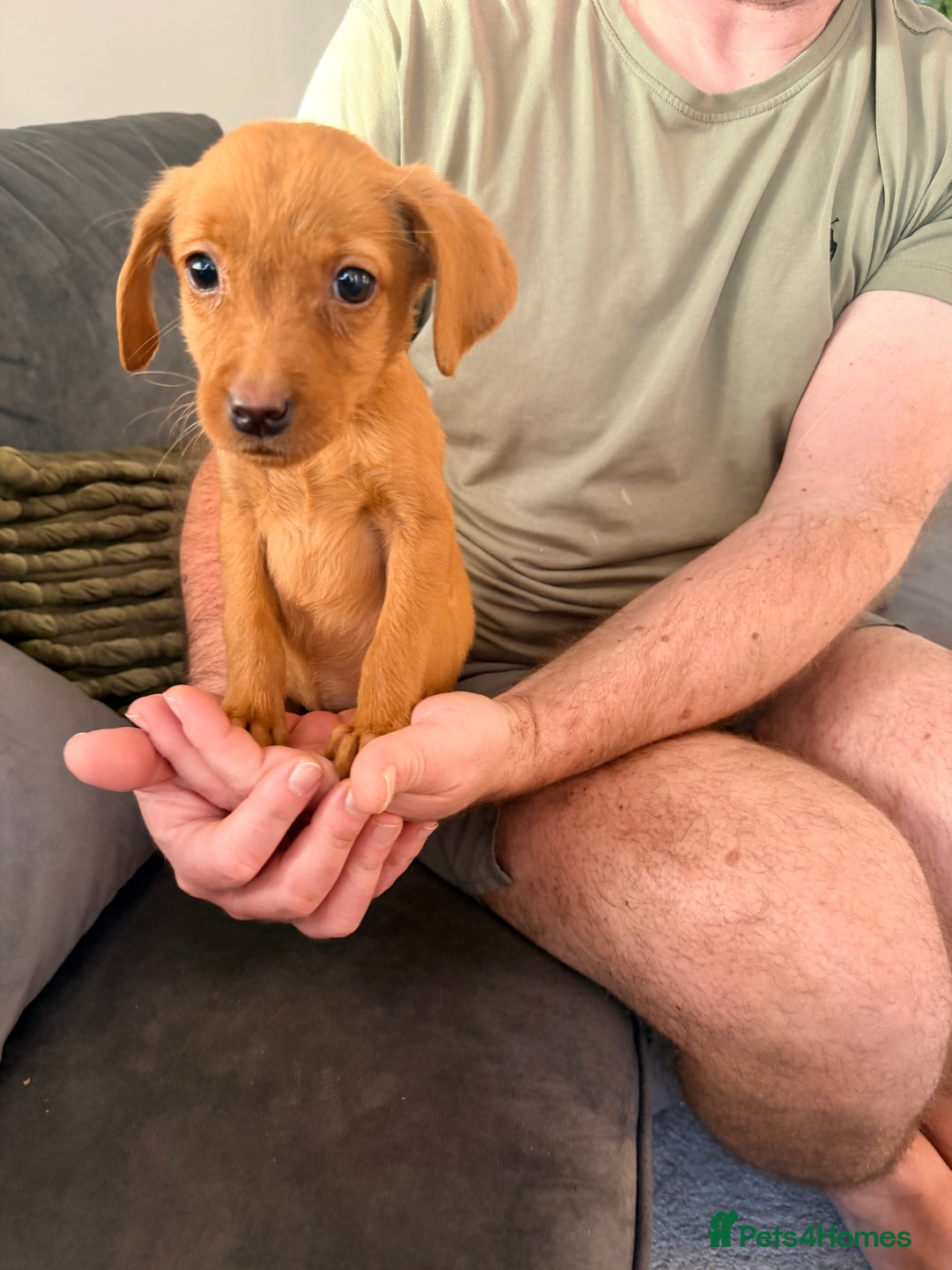 Labrador Retriever dogs for sale: Last girl lab looking for a forever home - Advert 3