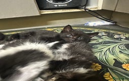 British Longhair cats for sale: Beautiful & playful kittens ready for new home - Image 7