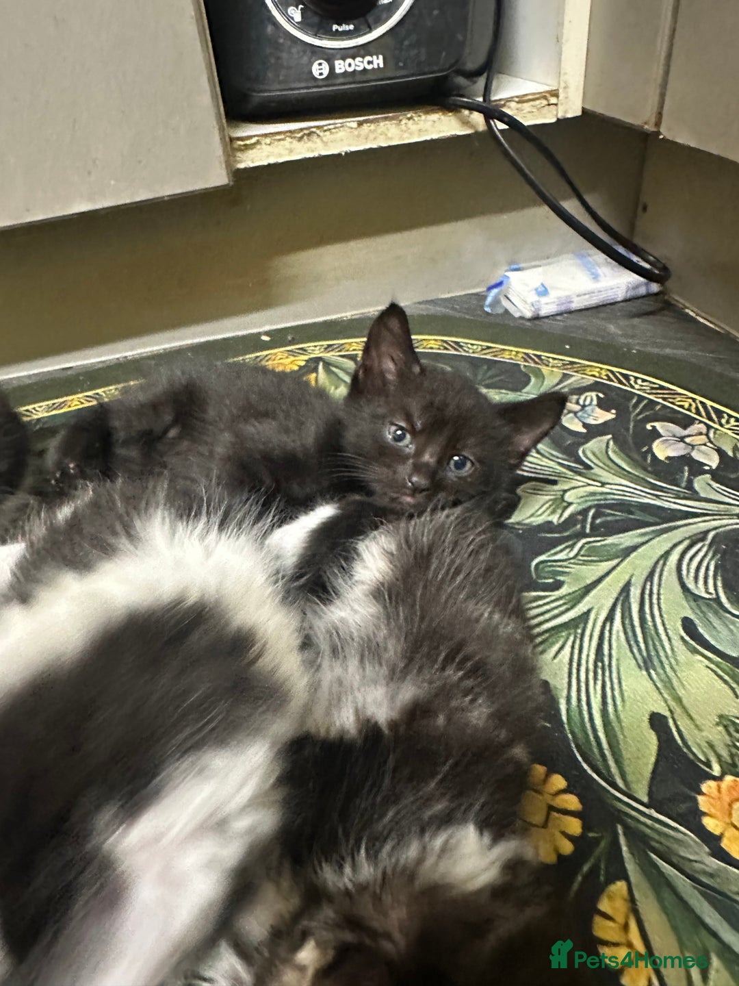 British Longhair cats for sale: Beautiful & playful kittens ready for new home - Image 7