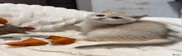 British Shorthair cats for sale: 🧡 Adorable pedigree Golden British Shorthairs 🧡 - Advert 9