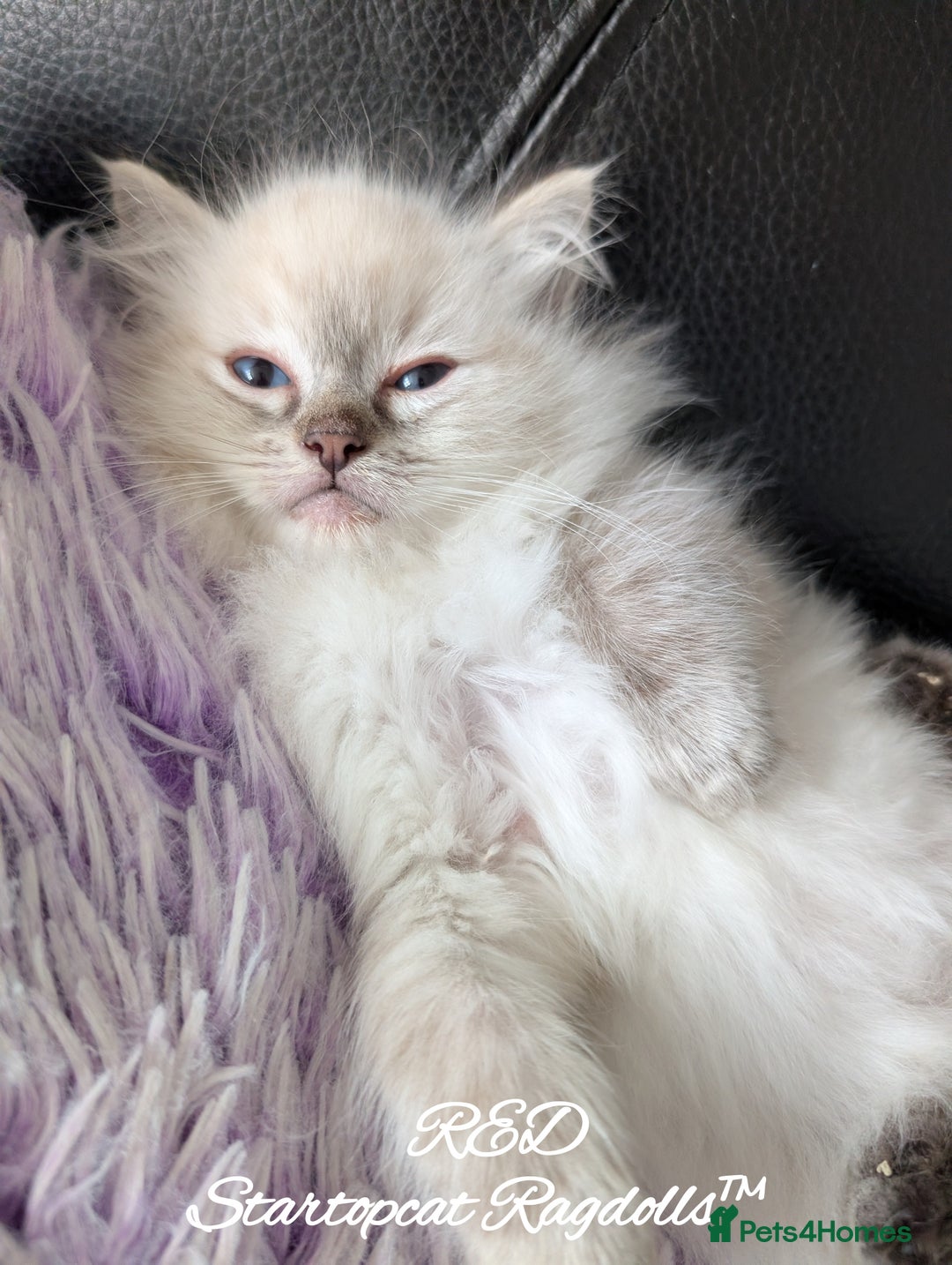 Ragdoll cats for sale: GCCF Pedigree Ragdoll Kittens Champion Lines - Advert 30