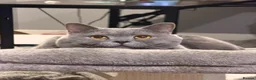 British Shorthair cats for sale: FOUR BRITISH SHORTHAIR KITTENS FOR SALE - Advert 12
