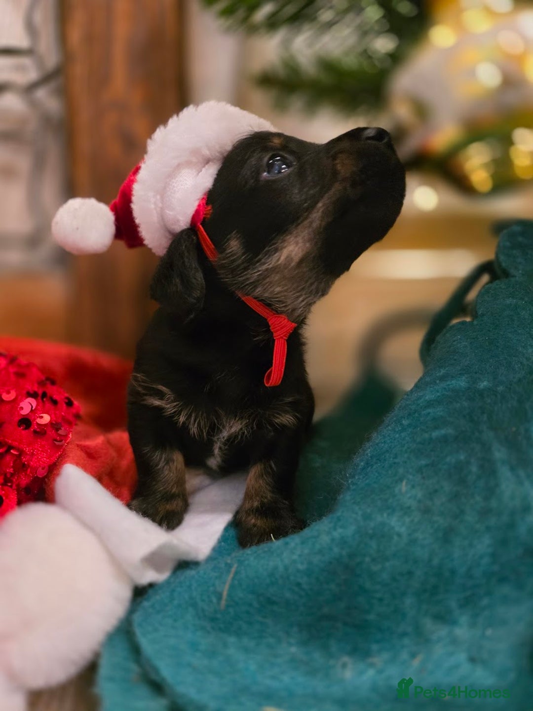 Mixed Breed dogs for sale: Miniature Dachshund x Bichon Havanese Puppies - Advert 2