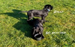 Cocker Spaniel dogs for sale: Gorgeous girl Cocker Spaniel puppy - Advert 4