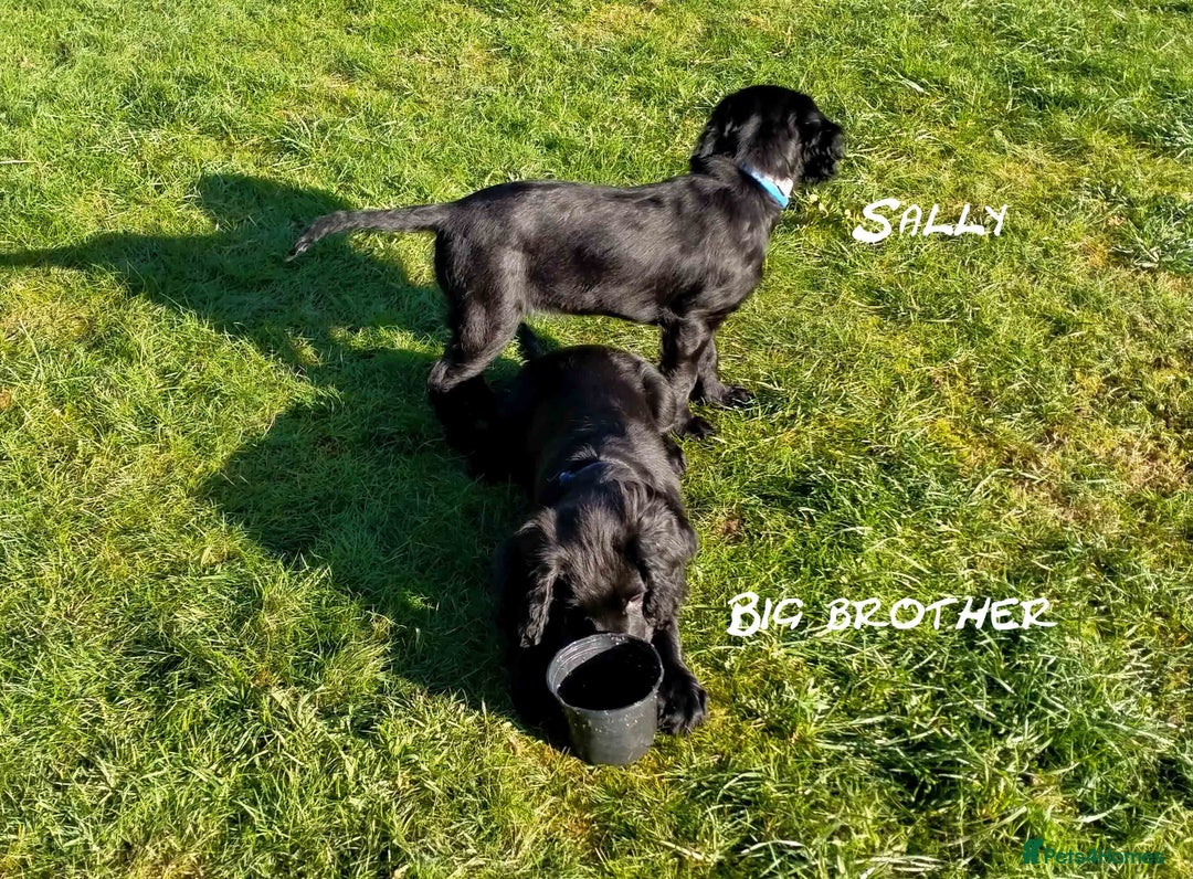 Cocker Spaniel dogs for sale: Gorgeous girl Cocker Spaniel puppy - Advert 4