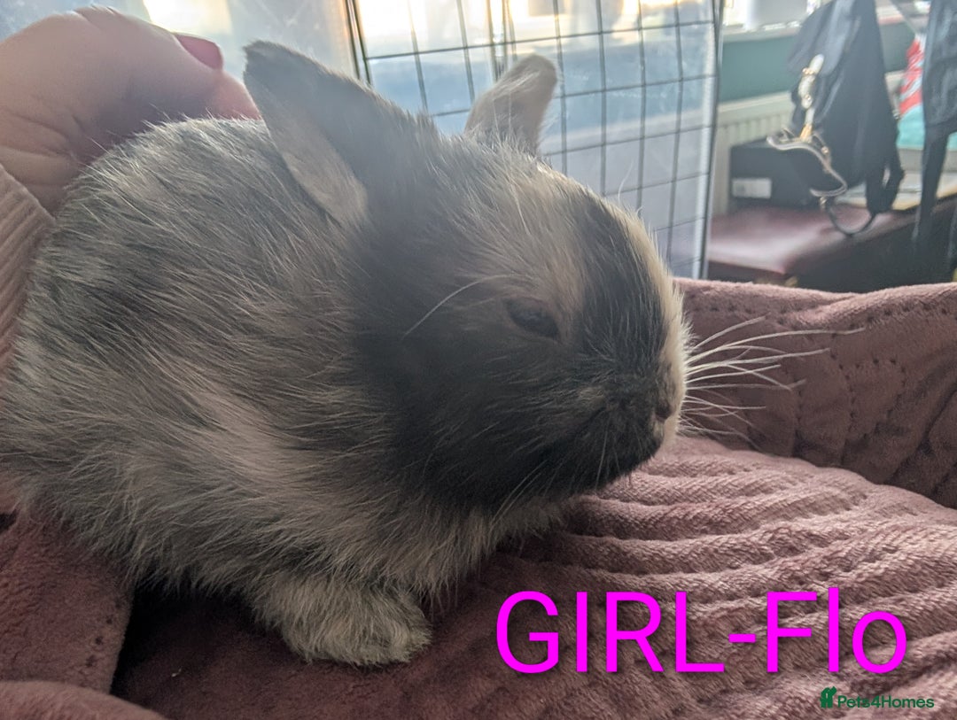 Harlequin rabbits for sale: Beautiful baby bunnies - Image 6