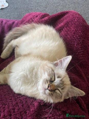 Ragdoll cats - Advert 16