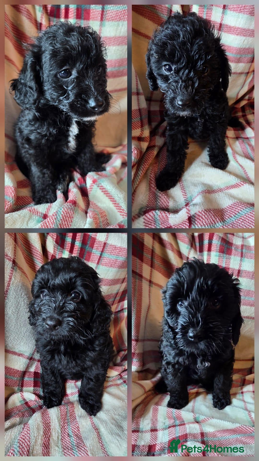 Labradoodle dogs £1250 stunning F1b Labradoodle pups ready Friday. - Advert 2