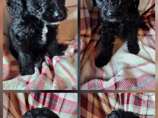 Labradoodle dogs £1250 each READY NOW stunning F1b Labradoodle pups - Advert 4