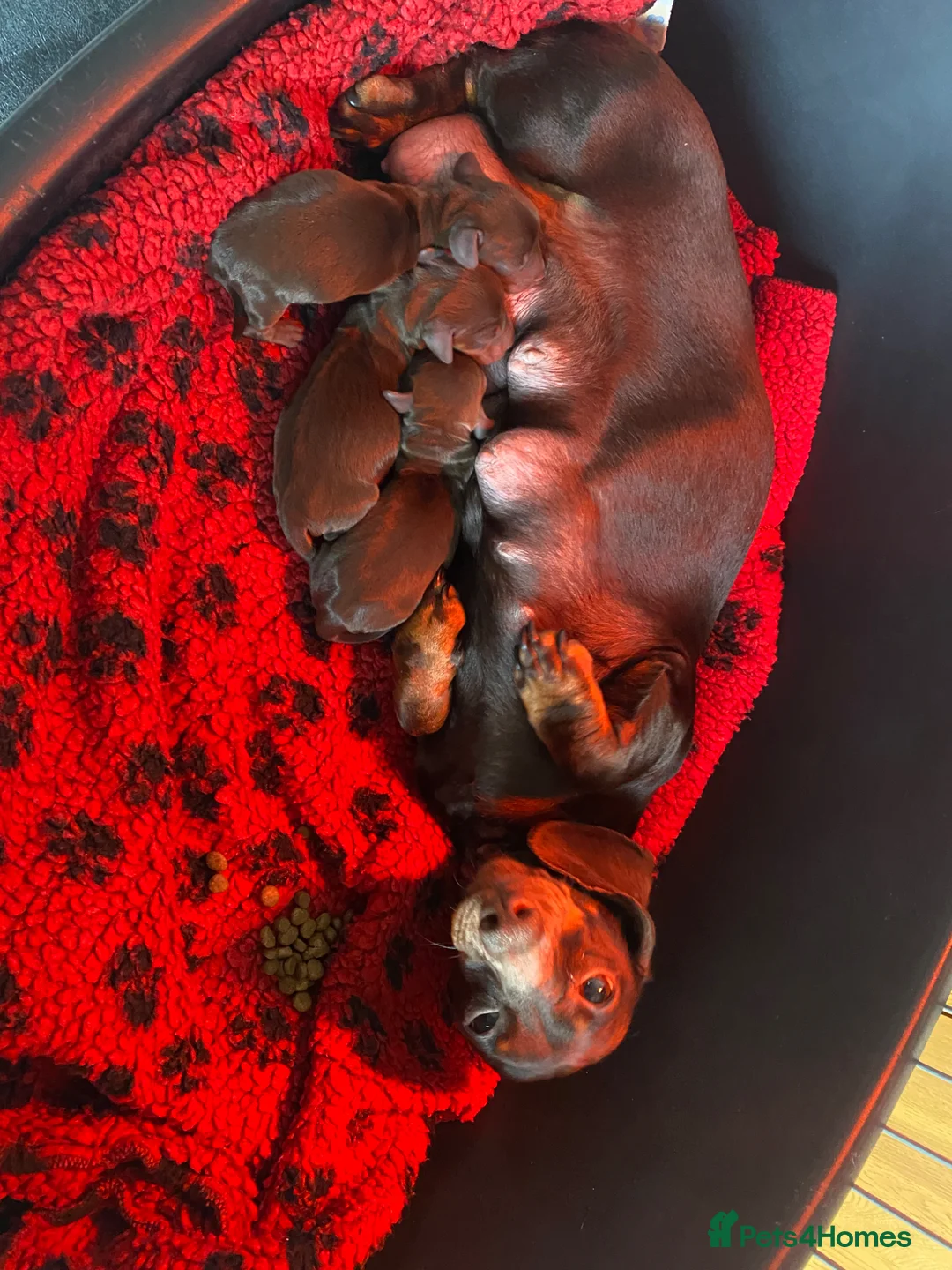 Miniature Dachshund dogs for sale: The Cutest Dachshunds  - Advert 2