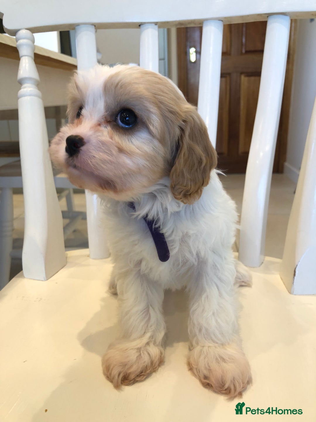 Cavapoo dogs for sale: Adorable Cavapoo Puppies  - Advert 35