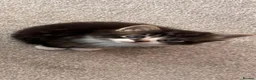 British Longhair cats for sale: The most beautiful kittens  - Advert 3