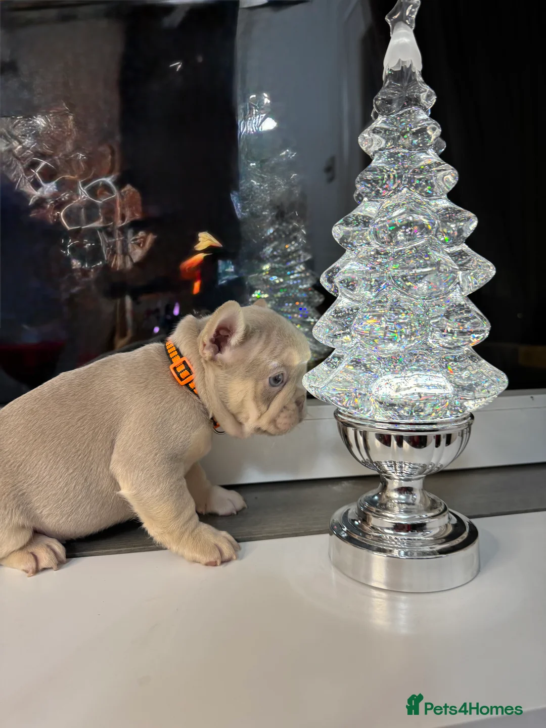 French Bulldog dogs for sale: Outstanding Frenchie pups KC registered  - Advert 26