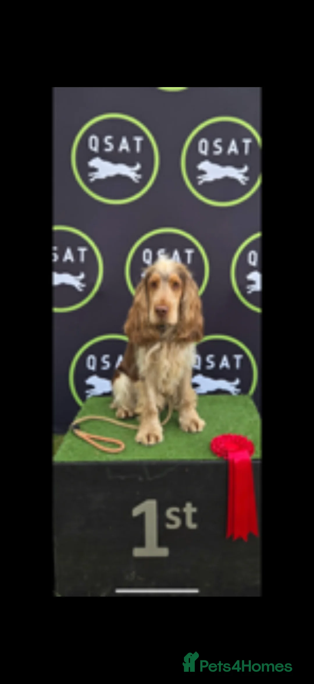 Cocker Spaniel dogs for sale: Show Cocker spaniel girl  - Advert 3