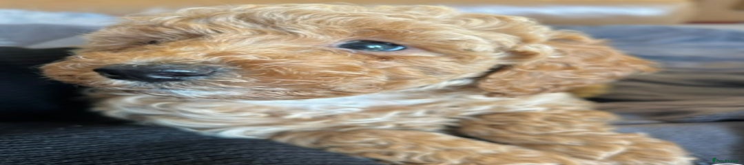 RED Miniature Poodle Puppy 3
